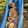 dog, sleeping, hammock, outdoor, grass, sunlight, relaxing, brown_dog, striped_hammock, peaceful, animal, pet, summer, resting, nature, canine, lazy, warm, nap, serene