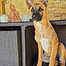 dog, puppy, woven_chair, furniture, statue, buddha, decor, wall, indoor, pet, animal, sitting, brown_dog, curious, ears_up, alert, paw, snout, portrait, peaceful