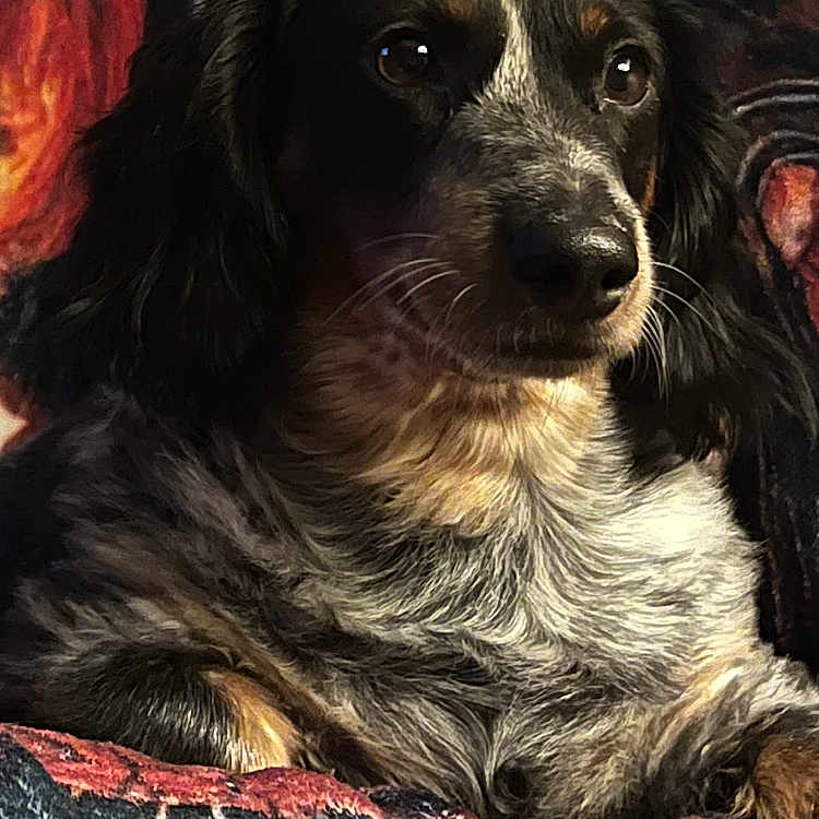 Lily