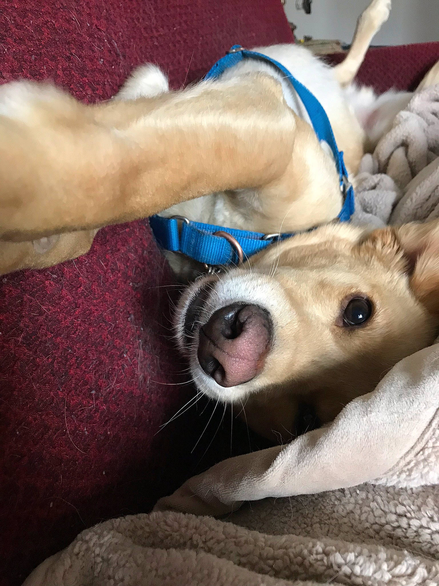 Brody is registered to the contest to win money with this photo: canidae, carnivore, companion_dog, dog, dog_breed, ear, fawn, galgo_espanol, greyhound, italian_greyhound, lurcher, mammal, sighthound, snout, toy_dog, vertebrate, whippet