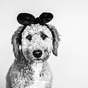 Kona joined the competition — help win amazing prizes! dog, black_and_white, headband, ears, portrait, fluffy, pet, animal, cute, studio, calm, curious, closeup, furry, mammal, domestic_animal, looking_at_camera, indoors, accessory, isolated