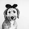 dog, black_and_white, headband, ears, portrait, fluffy, pet, animal, cute, studio, calm, curious, closeup, furry, mammal, domestic_animal, looking_at_camera, indoors, accessory, isolated