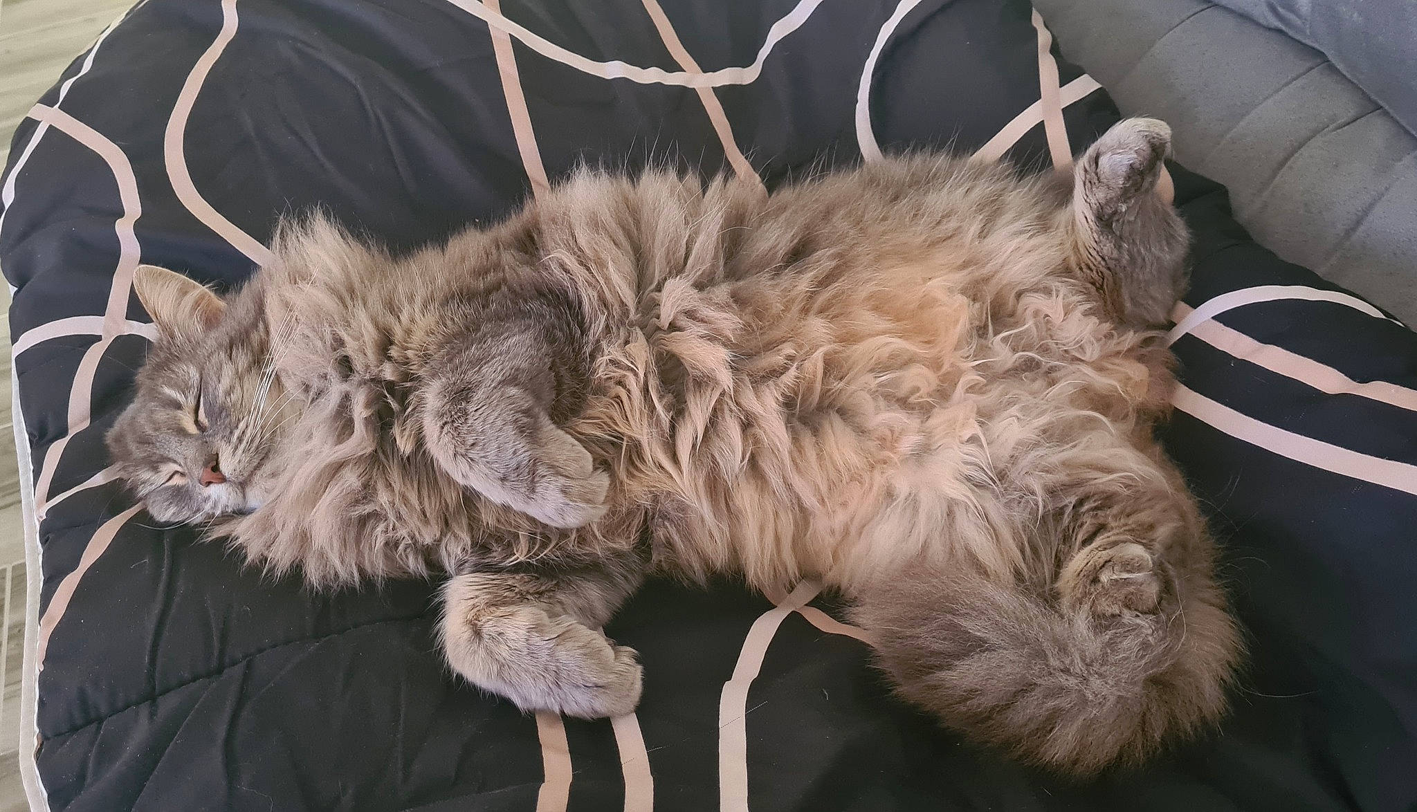 Birdie participe au concours pour gagner de l'argent avec cette photo : canidae, carnivore, cat, claw, dog_breed, event, fawn, felidae, fur, liver, natural_material, paw, small_to_medium_sized_cats, snout, sporting_group, tail, terrestrial_animal, whiskers, wildlife