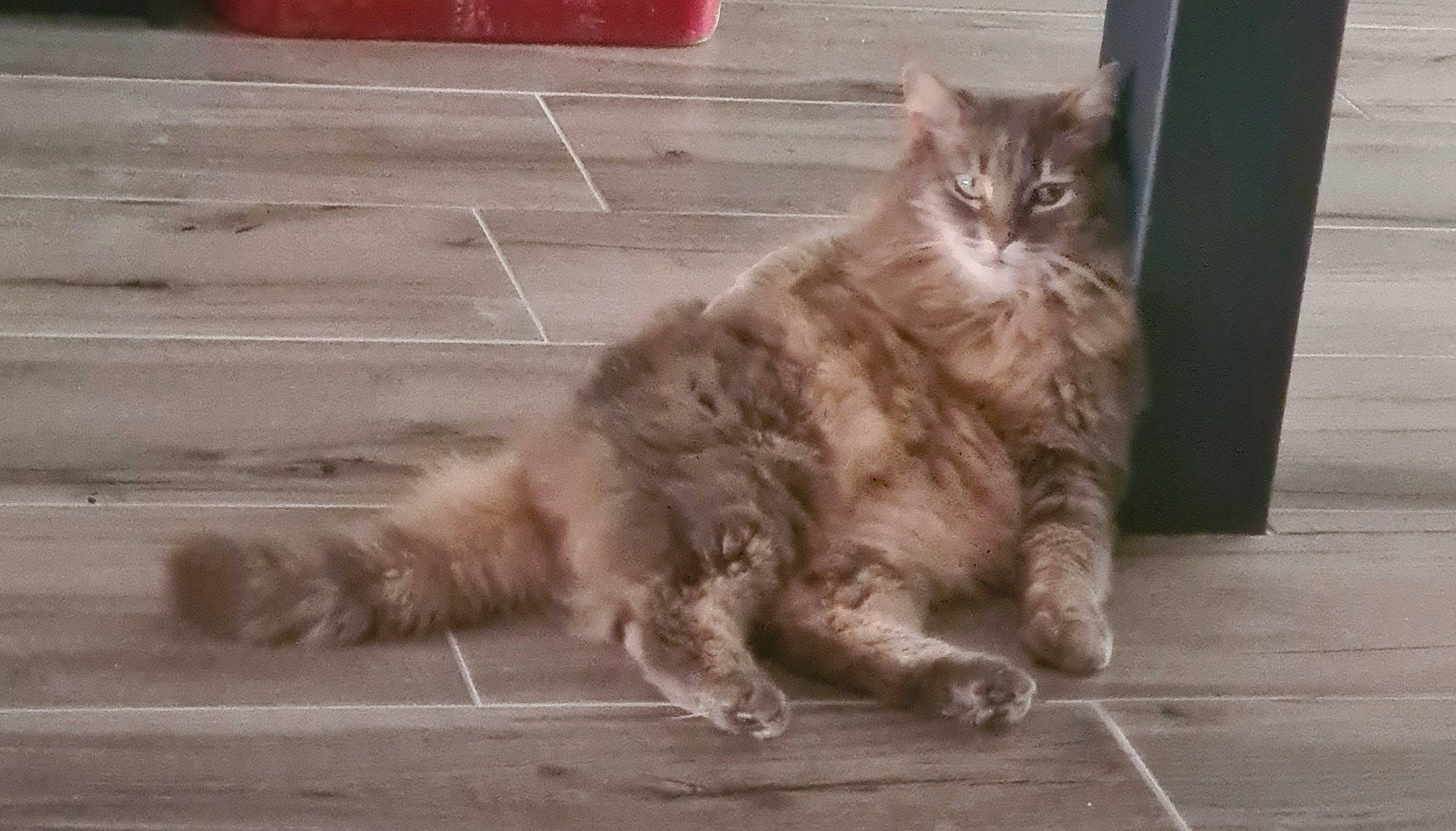 Birdie a rejoint le concours — aidez-le/la à gagner de superbes lots ! asphalt, british_longhair, carnivore, cat, fawn, felidae, flooring, fur, grey, hardwood, maine_coon, paw, road_surface, sitting, small_to_medium_sized_cats, snout, tail, terrestrial_animal, whiskers, wood