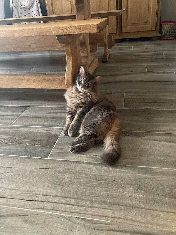 Birdie a rejoint le concours — aidez-le/la à gagner de superbes lots ! cabinetry, carnivore, cat, domestic_short_haired_cat, fawn, felidae, floor, flooring, grey, hardwood, laminate_flooring, plank, small_to_medium_sized_cats, snout, tail, terrestrial_animal, whiskers, wood, wood_flooring, wood_stain