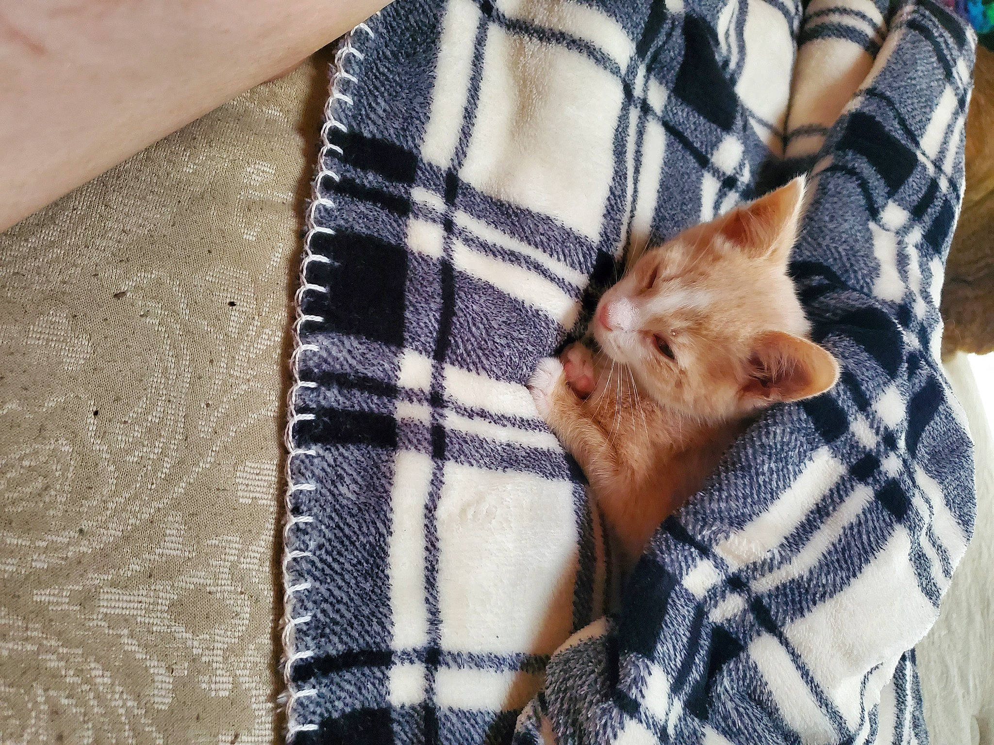 Mitsuru is registered to the contest to win money with this photo: canidae, carnivore, cat, comfort, domestic_short_haired_cat, fawn, felidae, fur, gesture, human_leg, linens, pattern, plaid, sleeve, small_to_medium_sized_cats, sporting_group, tail, tartan, textile, whiskers