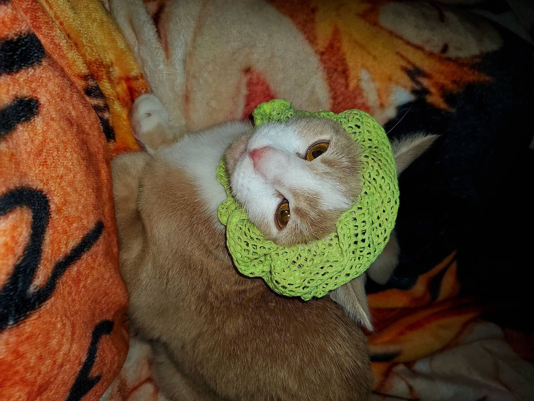 Mitsuru is registered to the contest to win money with this photo: carnivore, cat, comfort, domestic_short_haired_cat, fawn, felidae, flower, flowering_plant, fur, linens, pattern, peach, petal, plant, plush, small_to_medium_sized_cats, snout, terrestrial_plant, whiskers, wood