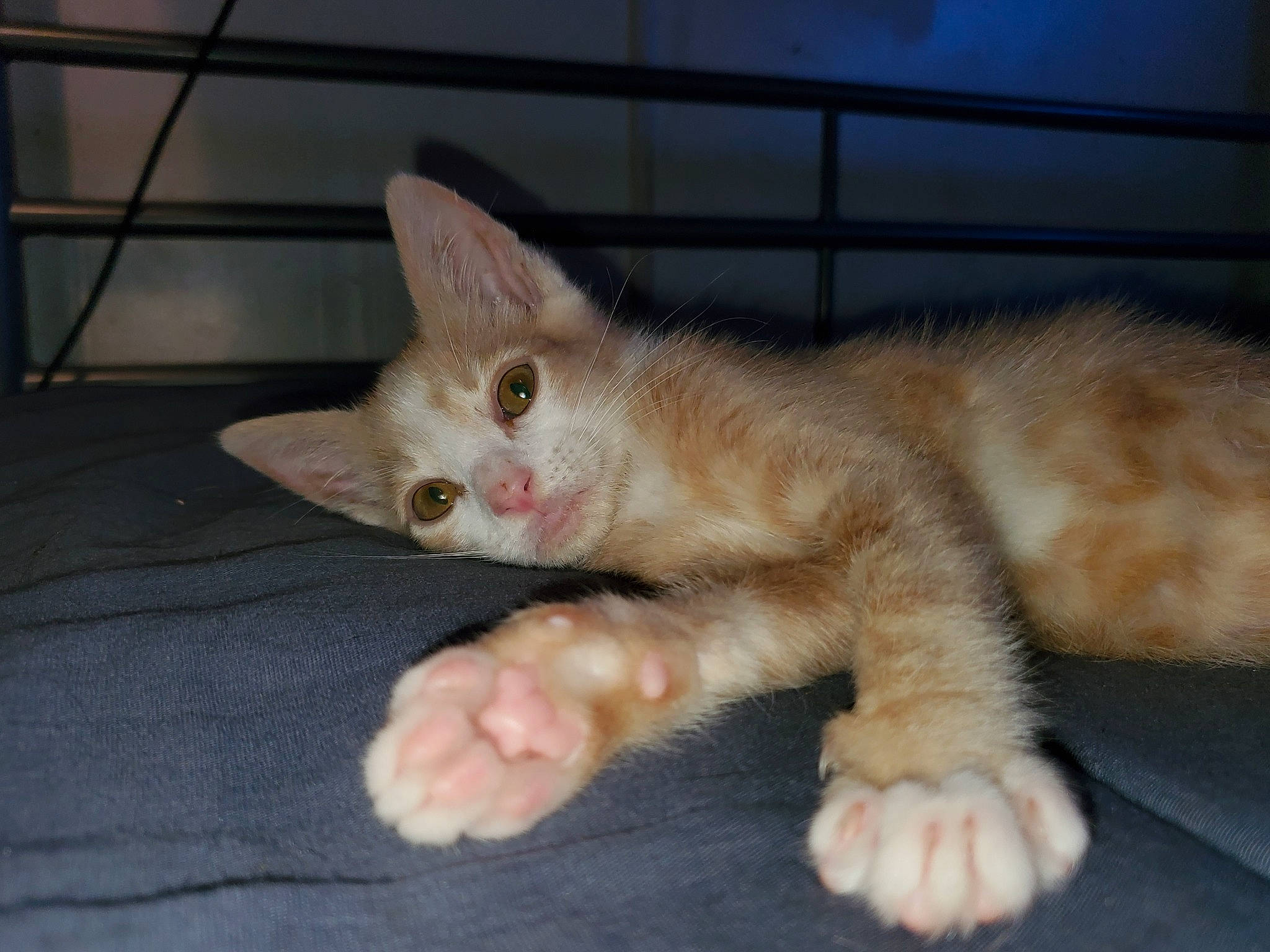 Mitsuru joined the competition — help win amazing prizes! carnivore, cat, claw, comfort, domestic_short_haired_cat, fawn, felidae, foot, fur, paw, small_to_medium_sized_cats, snout, tail, terrestrial_animal, whiskers