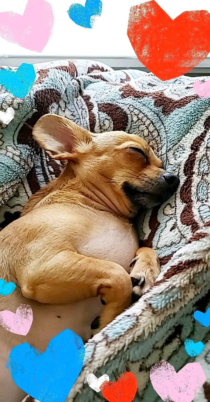 Lucy is registered to the contest to win money with this photo: art, balloon, bedding, big_cats, canidae, comfort, companion_dog, dog, dog_breed, fawn, felidae, fur, linens, pattern, snout, terrestrial_animal, toy_dog, whiskers, wood, working_animal