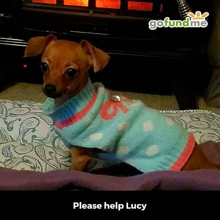 Lucy is registered to the contest to win money with this photo: canidae, carnivore, chihuahua, collar, comfort, companion_dog, dog, dog_breed, dog_clothes, dog_supply, fawn, linens, pattern, pet_supply, sleeve, snout, sporting_group, toy_dog, whiskers, working_animal