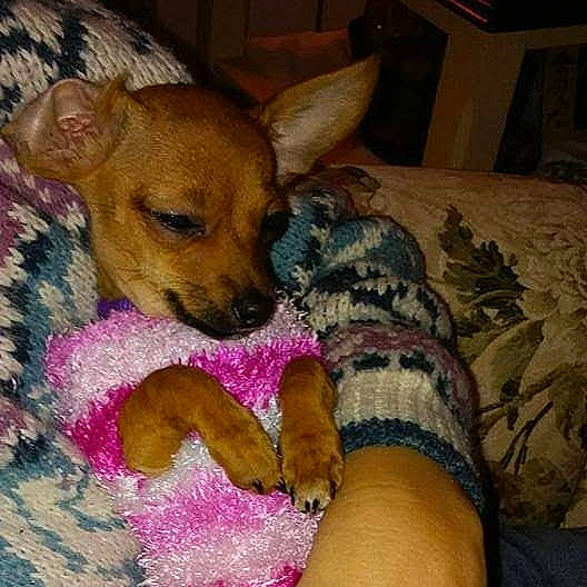 Lucy joined the competition — help win amazing prizes! canidae, carnivore, comfort, companion_dog, dog, dog_breed, dog_supply, ear, fawn, foot, fur, human_leg, lap, linens, paw, snout, sporting_group, vertebrate, whiskers, wood