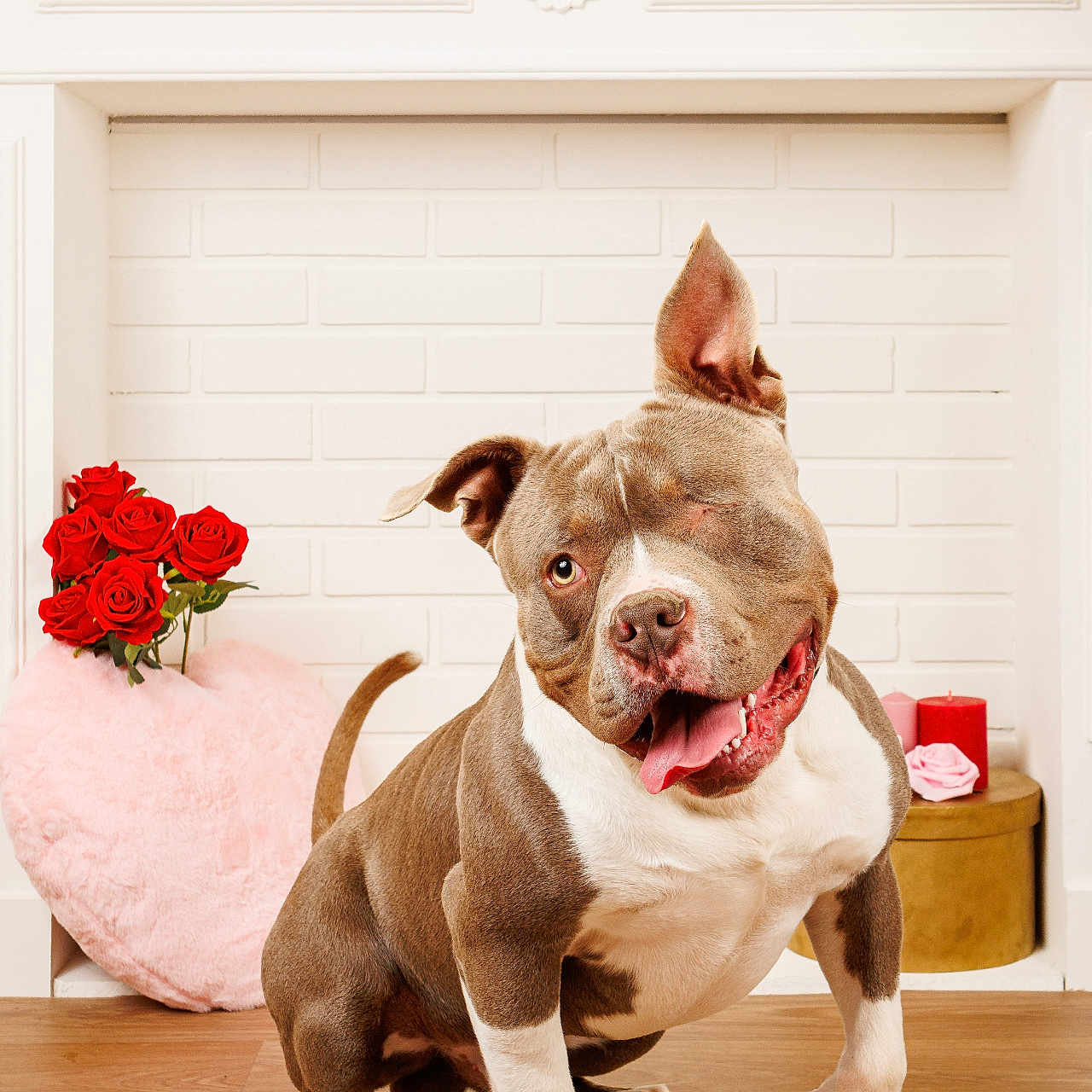 Urus participe au concours pour gagner de l'argent avec cette photo : animal, bulldog, candle, canine, dog, flower, flowerarrangement, flowerbouquet, frenchbulldog, geranium, hardwood, ikebana, indoors, interiordesign, pet, pitbull, plant, puppy, rose, wood