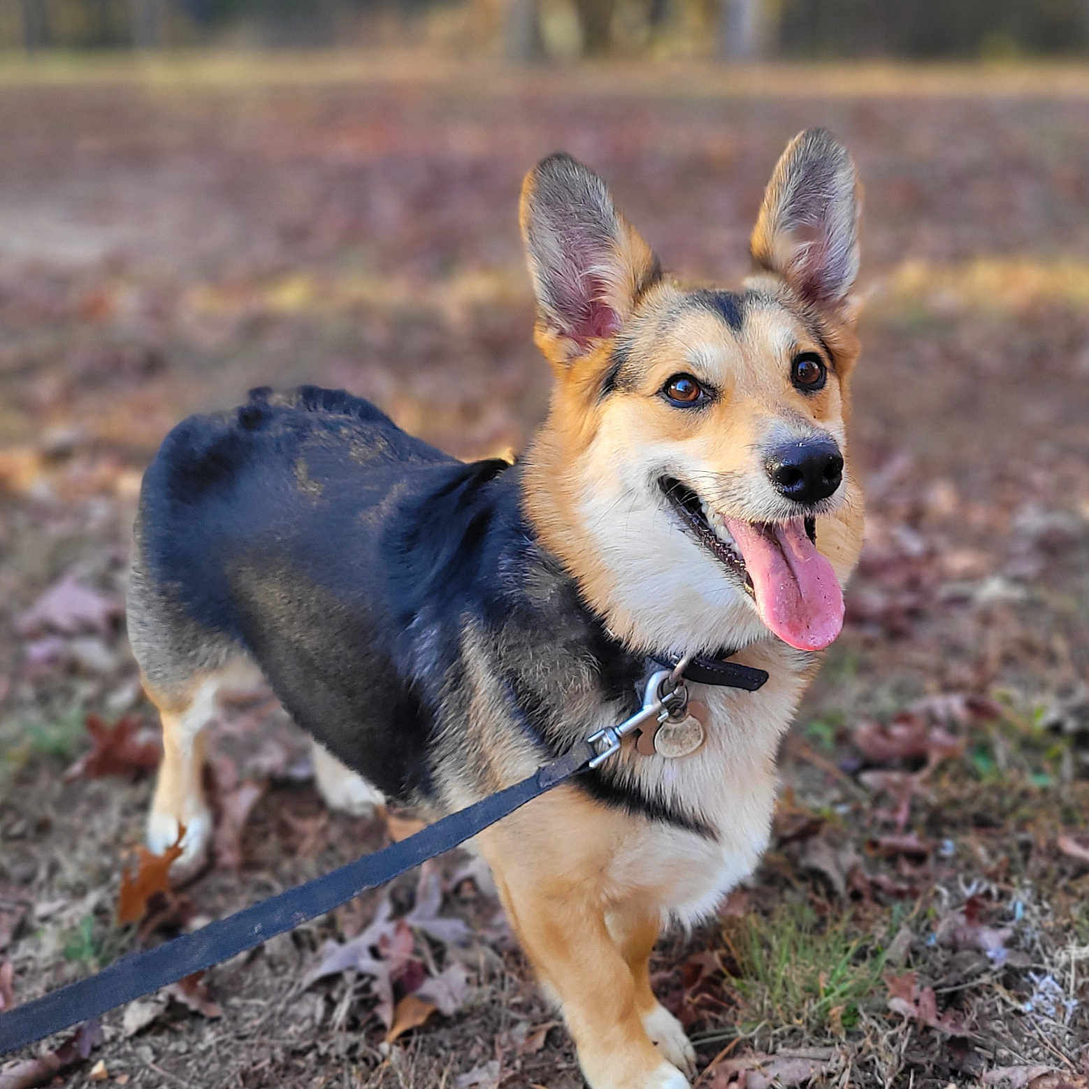 Molly joined the competition — help win amazing prizes! accessories, animal, bodypart, canine, dog, germanshepherd, grass, hound, husky, leash, mouth, person, pet, plant, puppy, slate, snout, strap, tongue, walkingdog