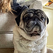 Doug is registered to the contest to win money with this photo: dog, pug, pet, indoor, close_up, animal, face, fur, mammal, cute, companion, sitting, floor, person_partial, couch, home, domestic, canine, portrait, curious