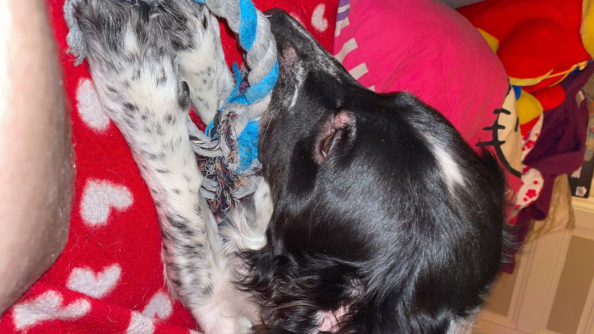 Levi a rejoint le concours — aidez-le/la à gagner de superbes lots ! canidae, carnivore, collar, companion_dog, dog, dog_breed, dog_collar, dog_supply, ear, felidae, fur, guard_dog, liver, small_to_medium_sized_cats, snout, spaniel, sporting_group, tail, whiskers, working_animal