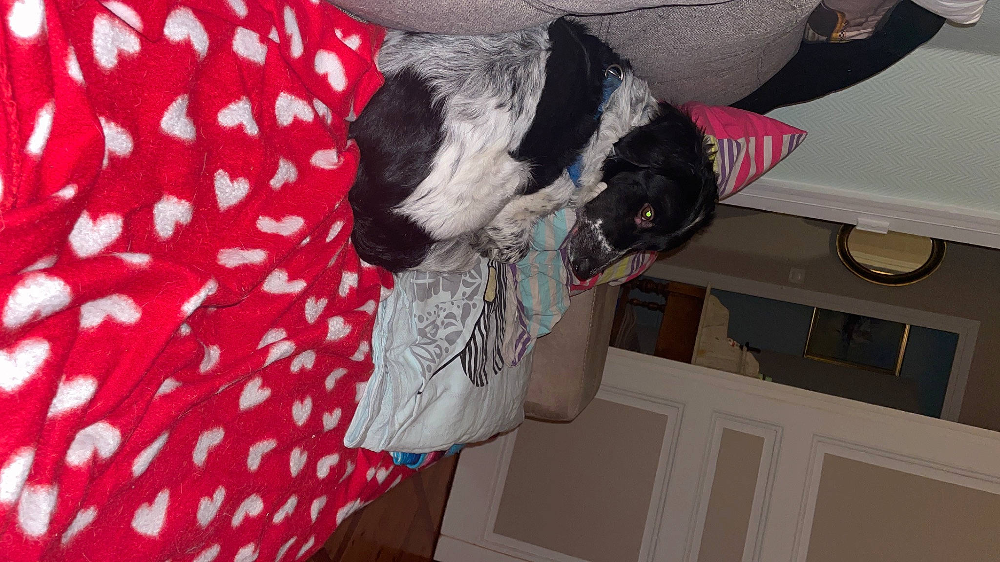 Levi participe au concours pour gagner de l'argent avec cette photo : audio_equipment, bag, canidae, carmine, carnivore, collar, comfort, companion_dog, couch, dog, dog_breed, dog_supply, fur, linens, non_sporting_group, pattern, room, sleeve, sporting_group, tail