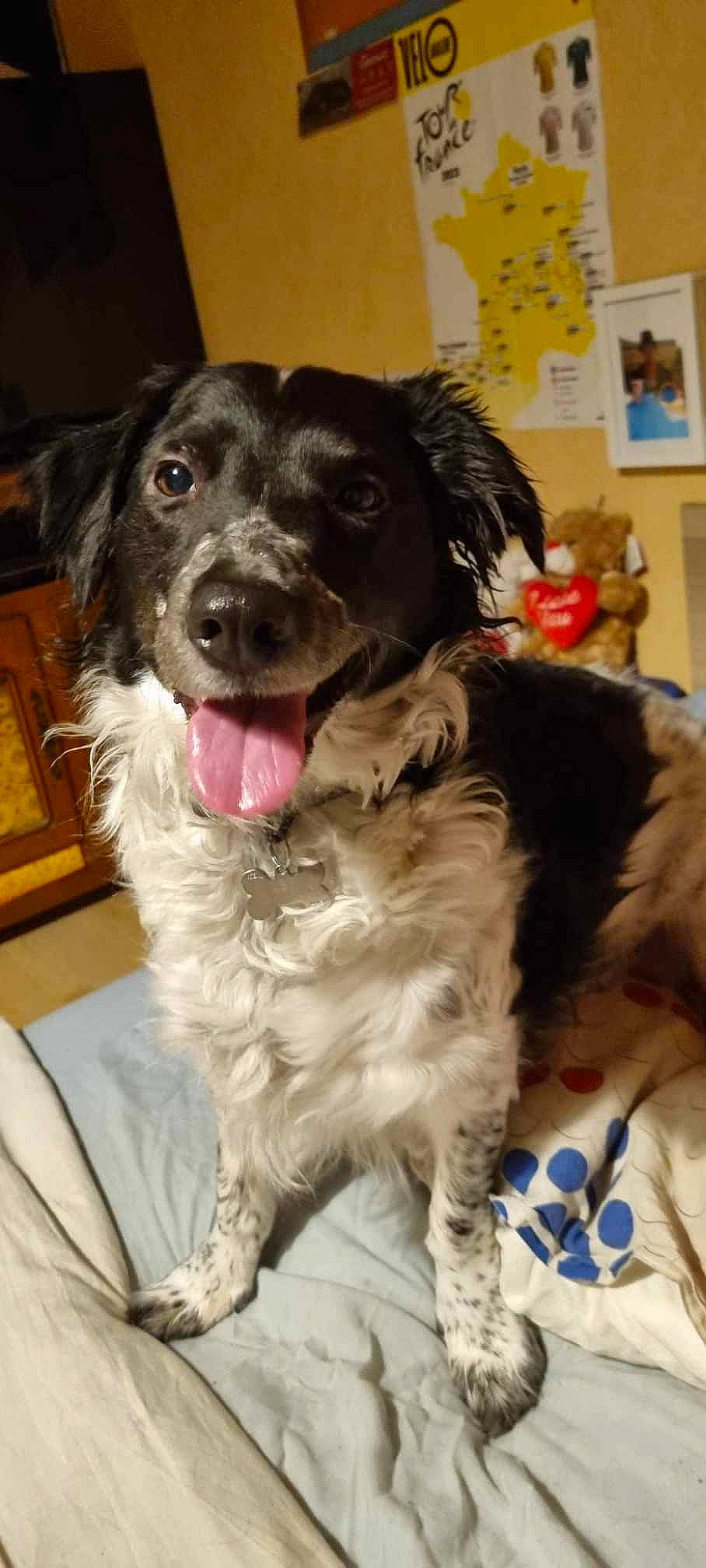 Levi a rejoint le concours — aidez-le/la à gagner de superbes lots ! canidae, carnivore, cocker_spaniel, collar, companion_dog, dog, dog_breed, dog_collar, fang, fur, gun_dog, liver, picture_frame, snout, spaniel, sporting_group, whiskers, working_animal, working_dog