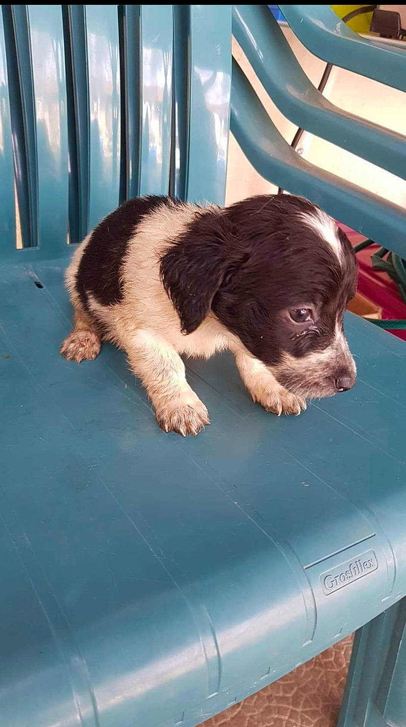 Levi participe au concours pour gagner de l'argent avec cette photo : border_collie, canidae, carnivore, comfort, companion_dog, dog, dog_breed, fawn, fur, gun_dog, leisure, liver, non_sporting_group, puppy, spaniel, sporting_group, vehicle_door, windshield, working_animal, working_dog