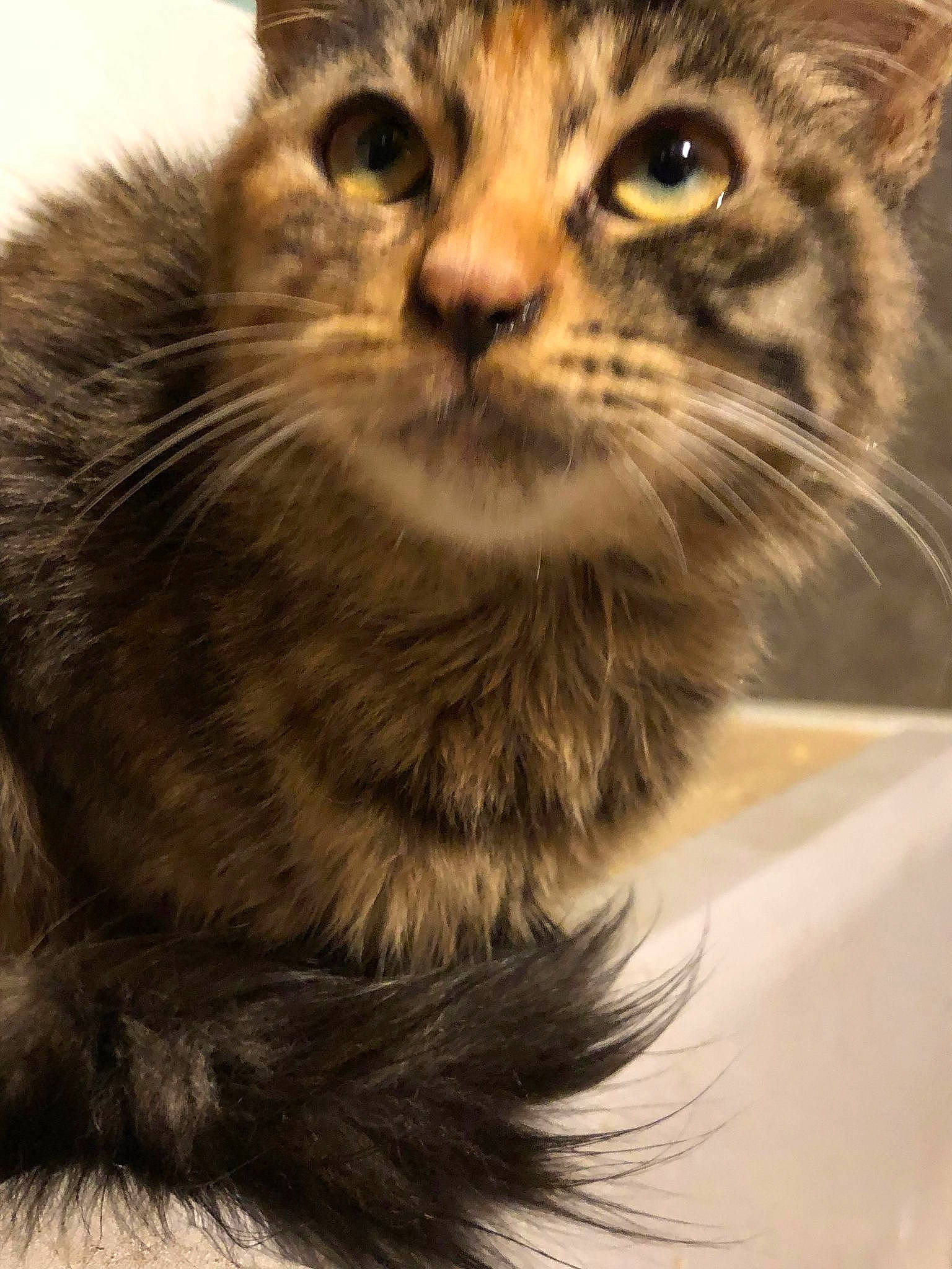 Téquilla participe au concours pour gagner de l'argent avec cette photo : british_longhair, carnivore, cat, domestic_short_haired_cat, felidae, fur, maine_coon, monochrome_photography, paw, photography, small_to_medium_sized_cats, snout, terrestrial_animal, tree, whiskers, wildlife