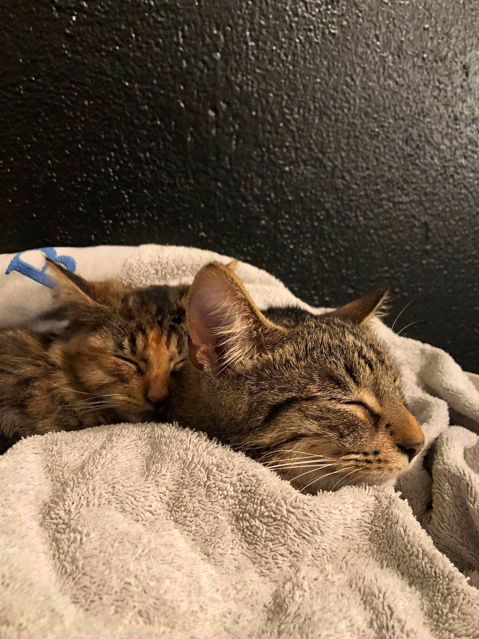 Téquilla participe au concours pour gagner de l'argent avec cette photo : carnivore, cat, cat_bed, claw, comfort, domestic_short_haired_cat, fawn, felidae, fur, nap, paw, sand, small_to_medium_sized_cats, snout, tail, terrestrial_animal, whiskers, wildlife, window, wood