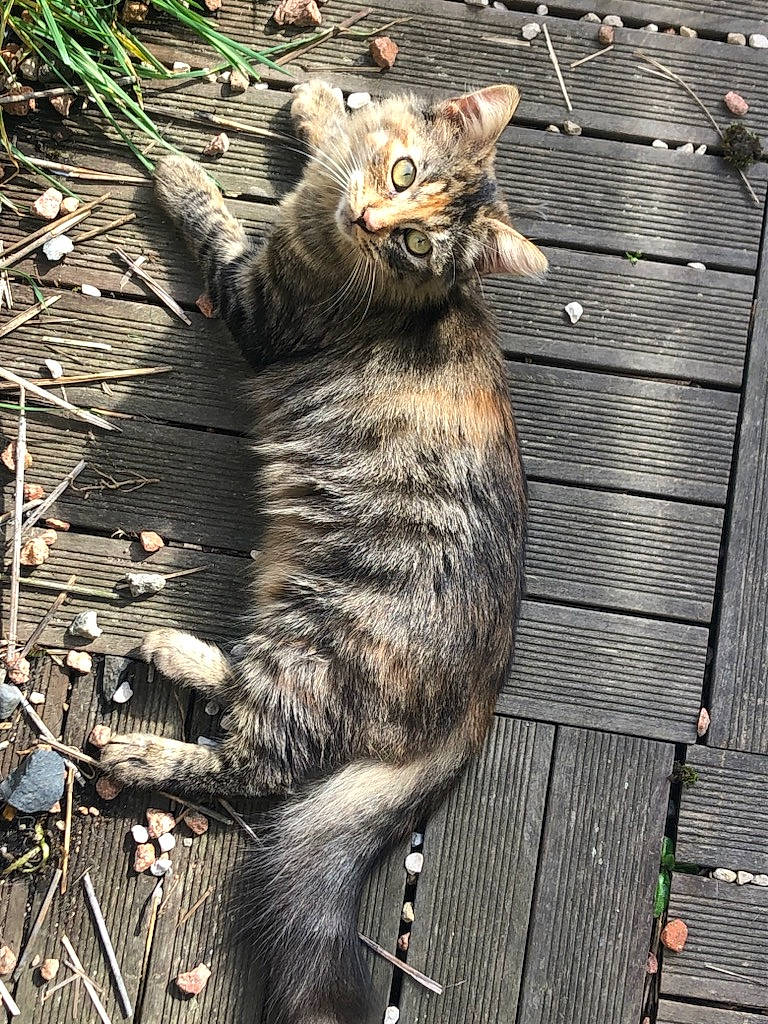 Téquilla a rejoint le concours — aidez-le/la à gagner de superbes lots ! carnivore, cat, claw, domestic_short_haired_cat, felidae, fur, grass, paw, plank, sitting, small_to_medium_sized_cats, snout, tail, terrestrial_animal, tree, trunk, twig, whiskers, wildlife, wood