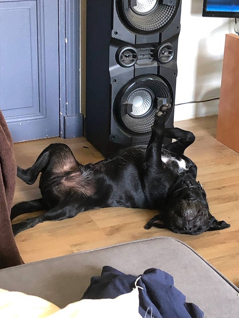 Pit participe au concours pour gagner de l'argent avec cette photo : audio_equipment, black, canidae, carnivore, comfort, companion_dog, dog, dog_breed, door, flooring, fur, guard_dog, hardwood, loudspeaker, room, sound_box, sporting_group, studio_monitor, wood, working_animal