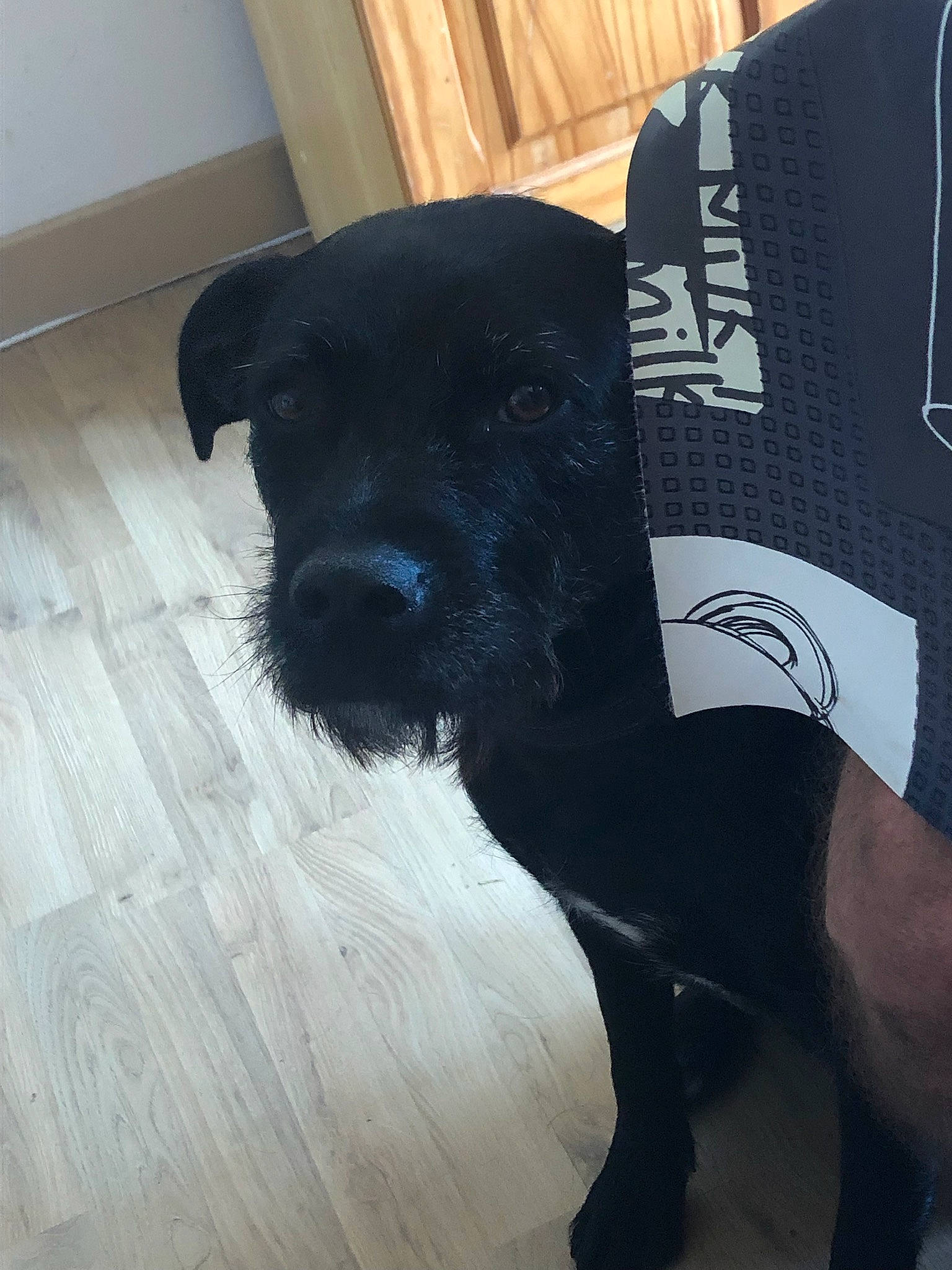 Pit a rejoint le concours — aidez-le/la à gagner de superbes lots ! borador, canidae, carnivore, comfort, companion_dog, dog, dog_breed, dog_supply, fawn, flooring, fur, hardwood, pet_supply, sleeve, snout, sporting_group, tail, thigh, wood, working_animal