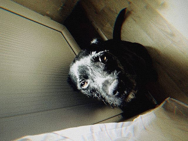 Pit a rejoint le concours — aidez-le/la à gagner de superbes lots ! bored, canidae, carnivore, comfort, companion_dog, dog, dog_breed, fur, non_sporting_group, paw, snout, sporting_group, terrestrial_animal, tints_and_shades, whiskers, working_animal