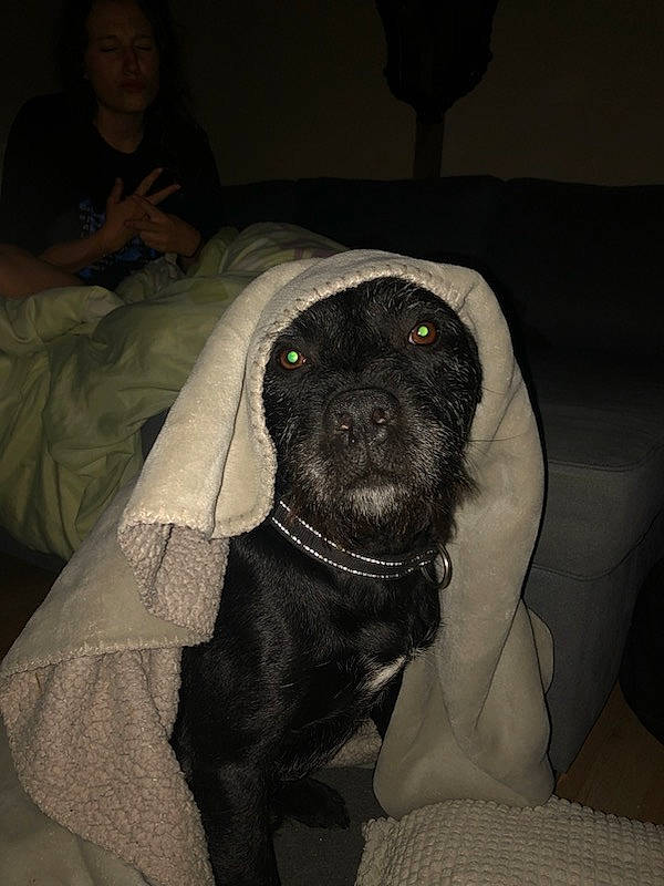 Pit a rejoint le concours — aidez-le/la à gagner de superbes lots ! borador, canidae, carnivore, comfort, companion_dog, dog, dog_breed, fawn, fur, guard_dog, liver, molosser, non_sporting_group, sitting, snout, sporting_group, terrestrial_animal, toy_dog, whiskers, working_animal