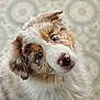 dog, puppy, australian_shepherd, blue_eyes, fluffy_fur, head_tilt, close_up, portrait, nose, whiskers, muzzle, pet, canine, indoor, soft_lighting, shallow_depth_of_field, bokeh_background, adorable, curious, brown_and_white_coat