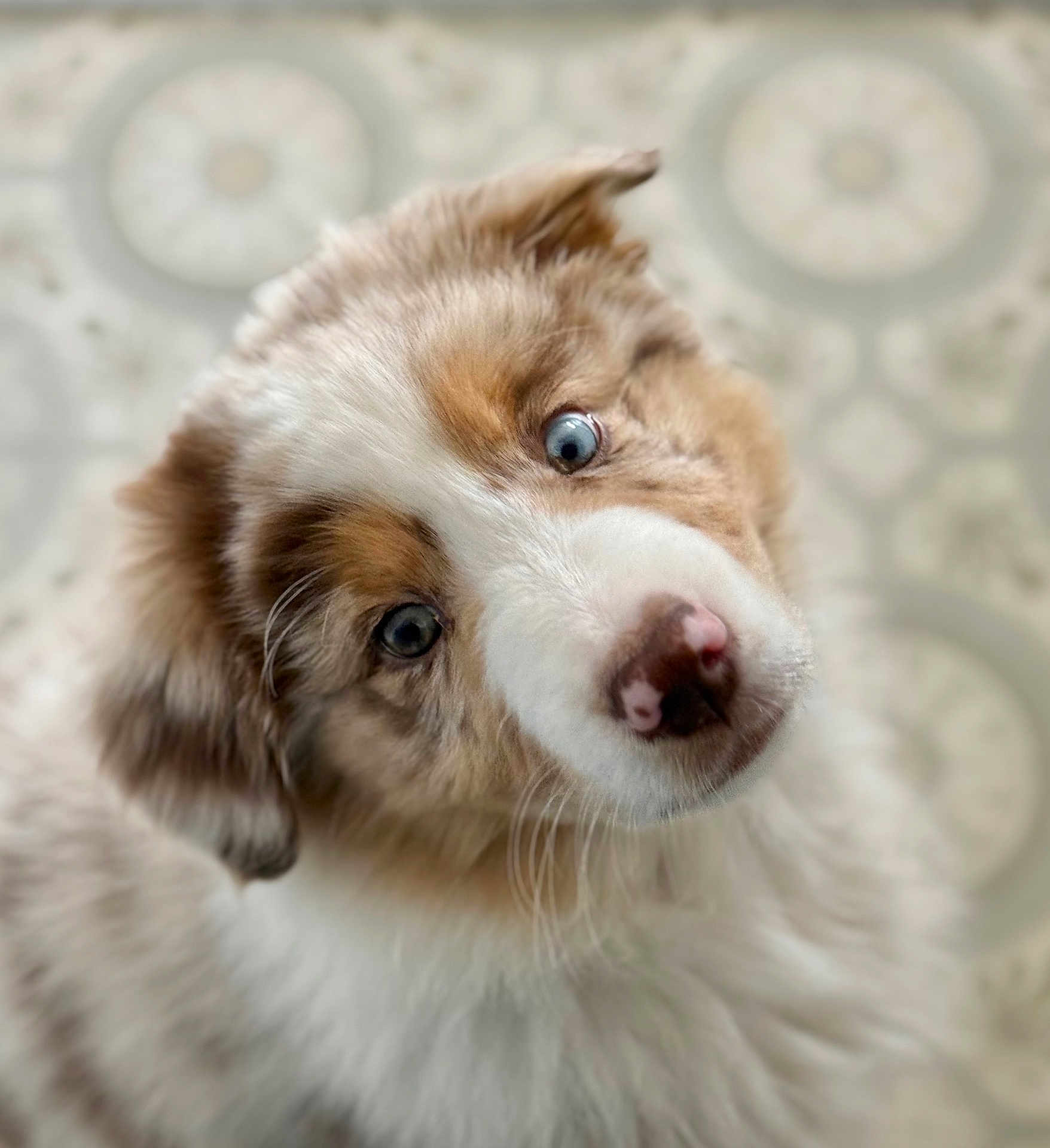 Luffy a rejoint le concours — aidez-le/la à gagner de superbes lots ! dog, puppy, australian_shepherd, blue_eyes, fluffy_fur, head_tilt, close_up, portrait, nose, whiskers, muzzle, pet, canine, indoor, soft_lighting, shallow_depth_of_field, bokeh_background, adorable, curious, brown_and_white_coat