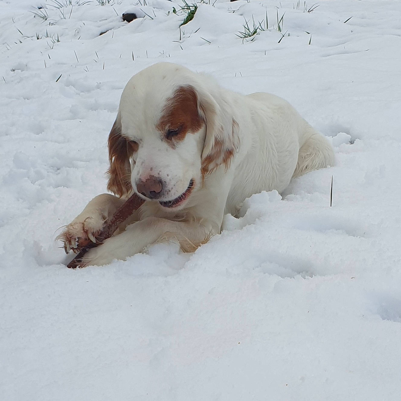 Isko a rejoint le concours — aidez-le/la à gagner de superbes lots ! ball, canidae, carnivore, collar, companion_dog, dog, dog_breed, dog_supply, fawn, football, freezing, fur, gun_dog, hunting_dog, non_sporting_group, paw, pet_supply, snow, sporting_group, winter