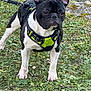 Rio a rejoint le concours — aidez-le/la à gagner de superbes lots ! dog, french_bulldog, black_and_white, harness, leash, grass, outdoor, pet, canine, alert, animal, nature, ears_up, standing, close_up, daylight, moss, rocks, small_dog, green