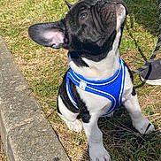 Rio a rejoint le concours — aidez-le/la à gagner de superbes lots ! dog, puppy, french_bulldog, blue_harness, grass, outdoor, leash, curious, sunlight, pet, canine, black_and_white, sitting, small_dog, nature, sidewalk, daylight, animal, cute, young_dog