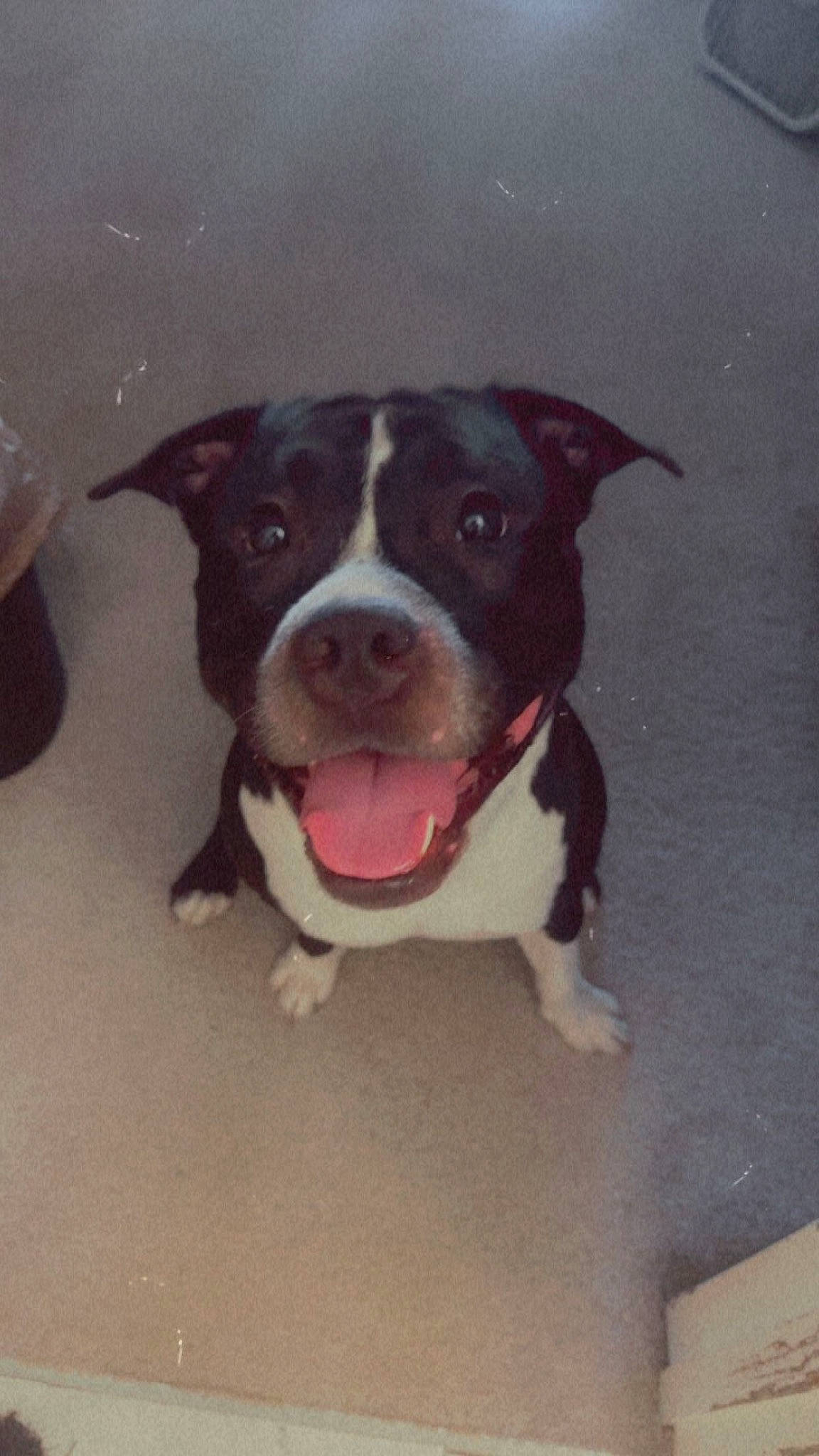 Gator is registered to the contest to win money with this photo: art, boston_terrier, canidae, carnivore, companion_dog, dog, dog_breed, dog_collar, fawn, flooring, grape_juice, liquid, paw, road_surface, rum, snout, sporting_group, whiskers, window, working_animal