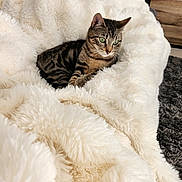 Minessota participe au concours pour gagner de l'argent avec cette photo : animal, blanket, cat, comfort, cozy, curious, cute, cute_pet, domestic_cat, fluffy, fur, furniture, green_eyes, home, indoor, pet, relaxing, resting, soft, tabby_cat