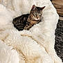 animal, blanket, cat, comfort, cozy, curious, cute, cute_pet, domestic_cat, fluffy, fur, furniture, green_eyes, home, indoor, pet, relaxing, resting, soft, tabby_cat
