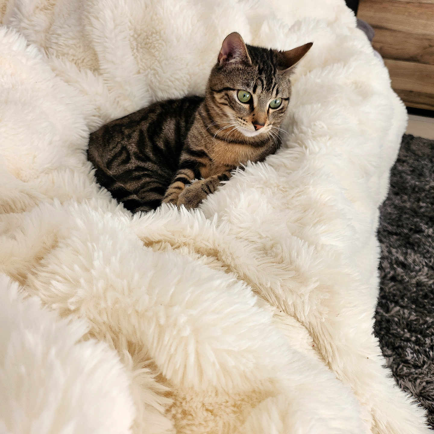 Minessota participe au concours pour gagner de l'argent avec cette photo : animal, blanket, cat, comfort, cozy, curious, cute, cute_pet, domestic_cat, fluffy, fur, furniture, green_eyes, home, indoor, pet, relaxing, resting, soft, tabby_cat
