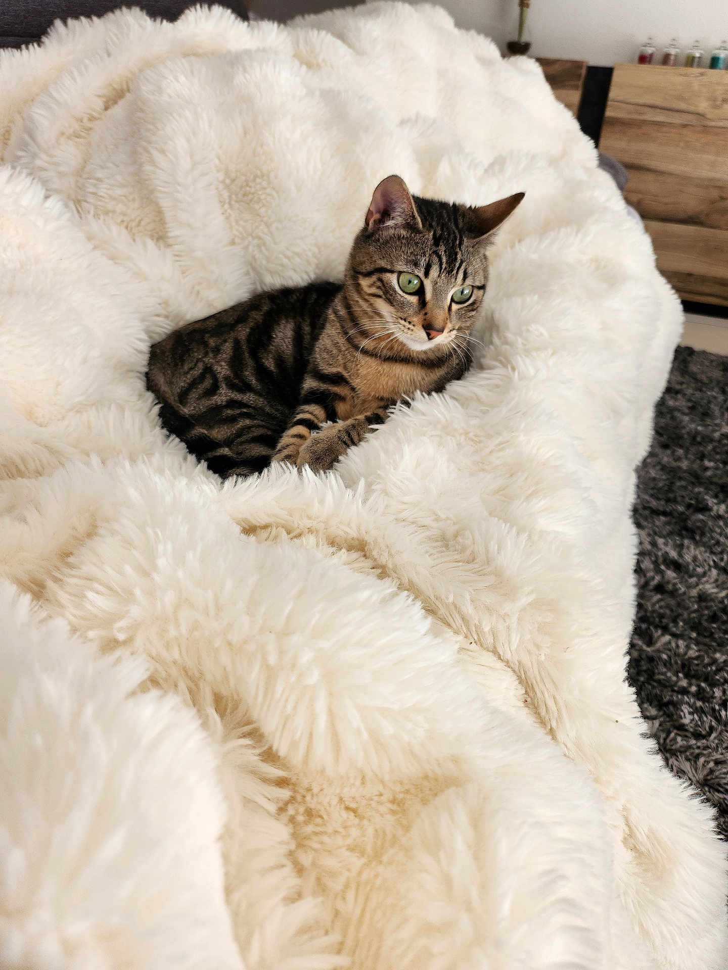 Minessota participe au concours pour gagner de l'argent avec cette photo : animal, blanket, cat, comfort, cozy, curious, cute, cute_pet, domestic_cat, fluffy, fur, furniture, green_eyes, home, indoor, pet, relaxing, resting, soft, tabby_cat