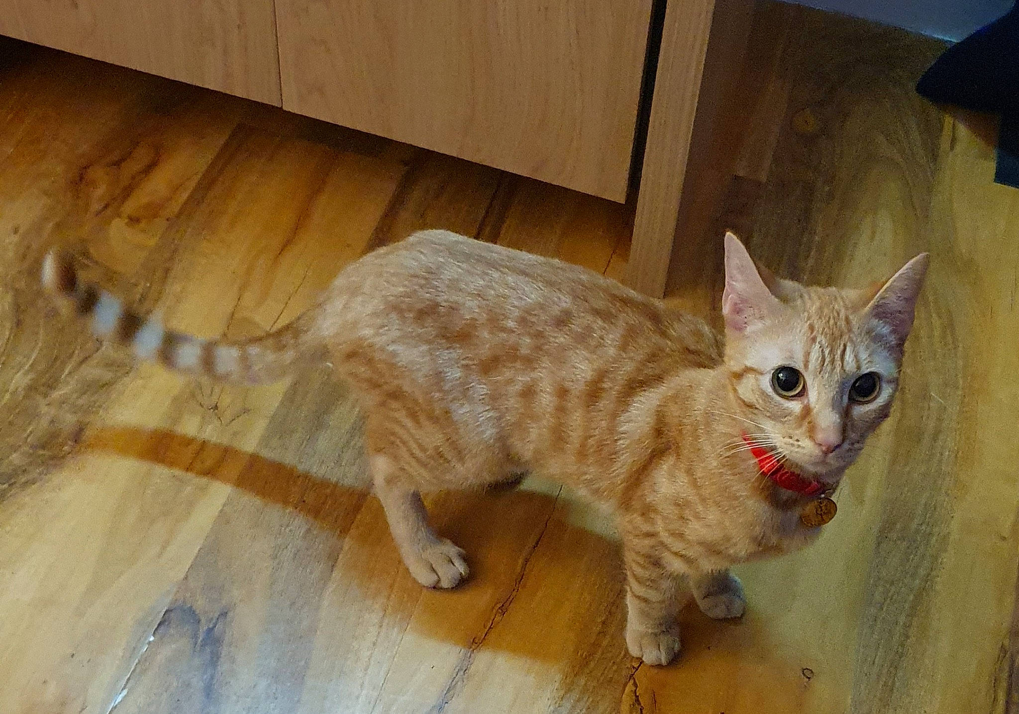 Bodger is registered to the contest to win money with this photo: carnivore, cat, claw, comfort, domestic_short_haired_cat, fawn, felidae, flooring, fur, hardwood, paw, small_to_medium_sized_cats, snout, tail, terrestrial_animal, varnish, whiskers, wood, wood_flooring, wood_stain