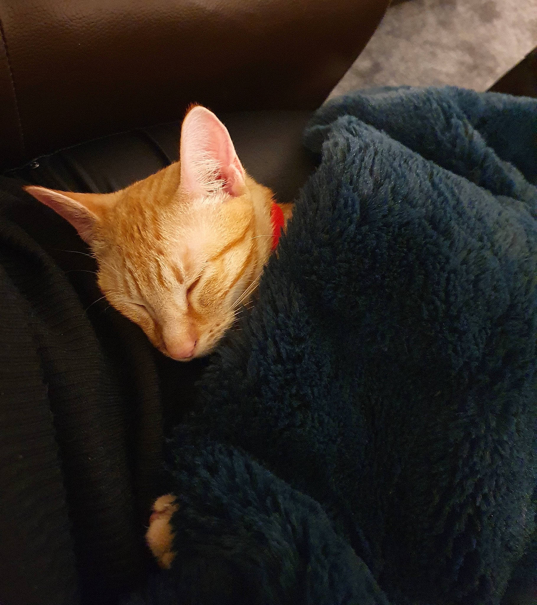 Bodger joined the competition — help win amazing prizes! carmine, carnivore, cat, claw, comfort, domestic_short_haired_cat, ear, fawn, felidae, fur, human_leg, nap, paw, small_to_medium_sized_cats, snout, tail, terrestrial_animal, whiskers, window, wood