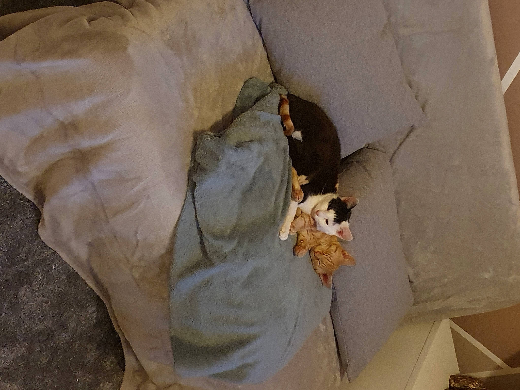 Badger is registered to the contest to win money with this photo: bag, comfort, felidae, glove, linens, packing_materials, paper, paper_bag, paper_product, plastic_bag, plastic_wrap, room, window, wood