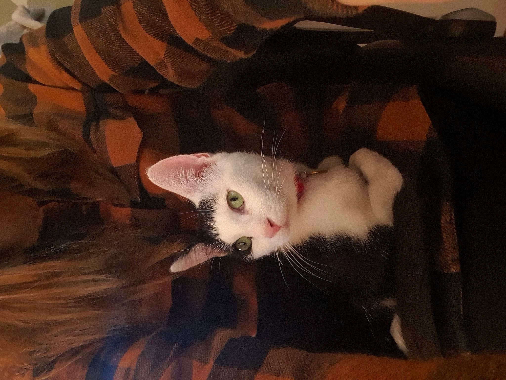 Badger is registered to the contest to win money with this photo: carnivore, cat, claw, comfort, domestic_short_haired_cat, ear, fawn, felidae, fur, paw, small_to_medium_sized_cats, snout, tail, whiskers, wood