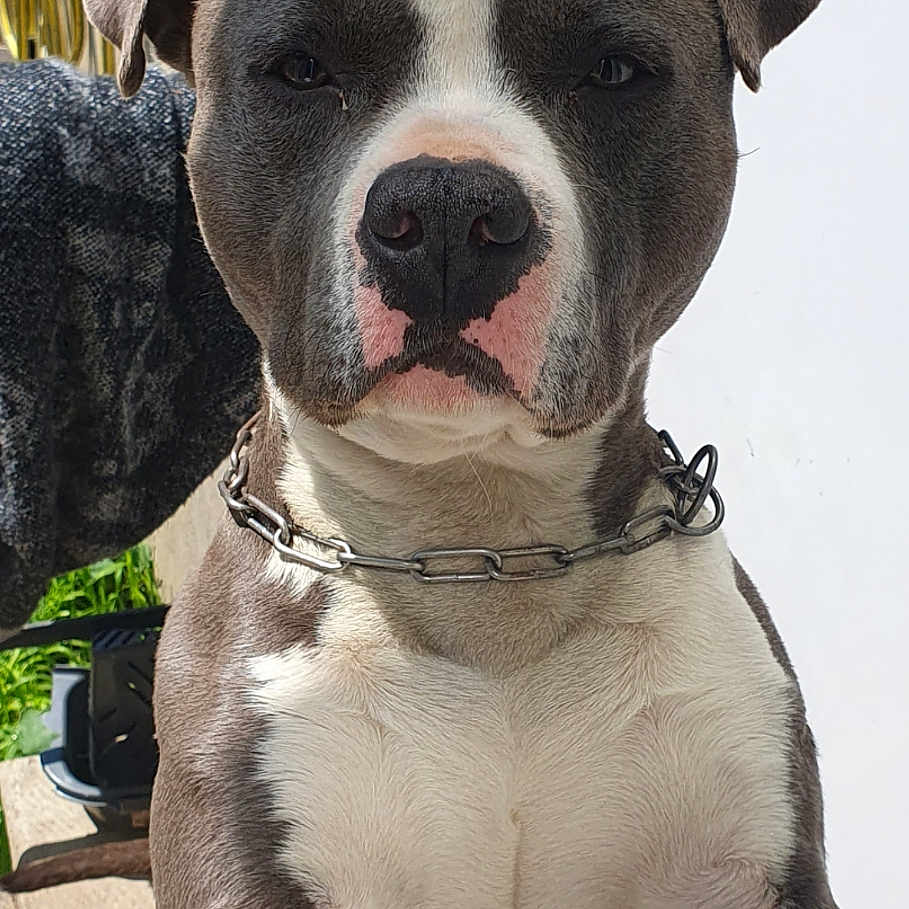 Usco a rejoint le concours — aidez-le/la à gagner de superbes lots ! animal, calm, chain_collar, close_up, concrete, daylight, dog, door, ears, face, looking, nose, outdoor, paw, pet, pit_bull, shadow, standing, sunlight, wall