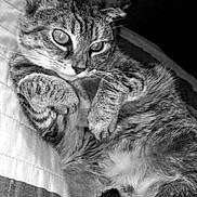 Chaton a rejoint le concours — aidez-le/la à gagner de superbes lots ! animal, bed, black_and_white, cat, closeup, cute, feline, fur, indoor, lying_down, mammal, paw, pet, quilt, relaxed, resting, sleepy, striped, tabby_cat, whiskers