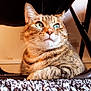Chaton participe au concours pour gagner de l'argent avec cette photo : animal, carpet, cat, closeup, curious, cute, domestic_cat, fur, furniture, green_eyes, home, indoor, laying_down, mammal, pet, portrait, relaxed, resting, tabby, whiskers