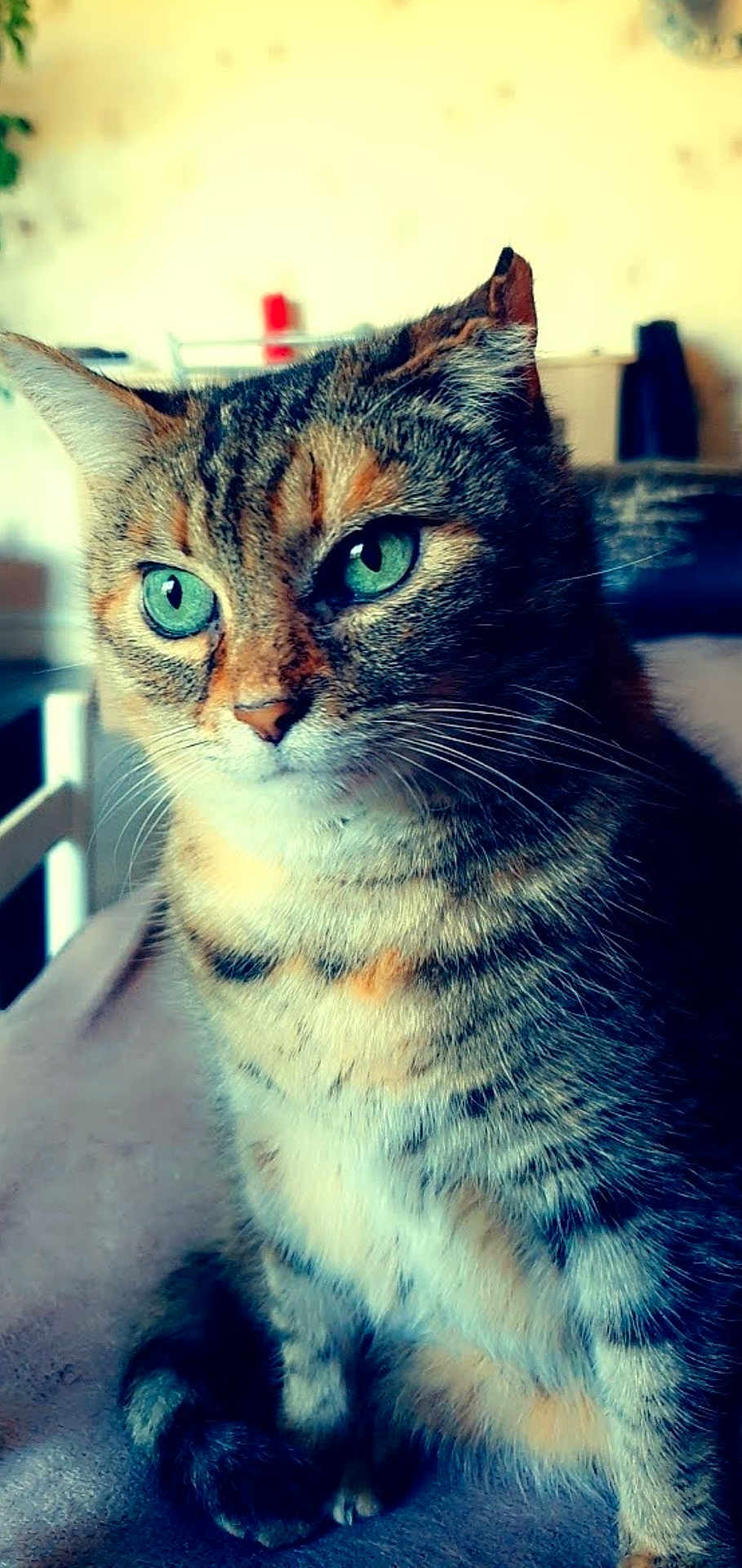 Chaton