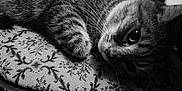 Chaton participe au concours pour gagner de l'argent avec cette photo : animal, black_and_white, cat, close_up, cushion, cute, domestic_cat, face, feline, fur, indoor, lying_down, patterned_fabric, pet, relaxed, resting, sleepy, soft, tabby_cat, whiskers