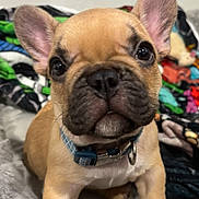 Mookie is registered to the contest to win money with this photo: adorable, animal, blanket, canine, close_up, collar, colorful, cute, dog, domestic_animal, ears, face, french_bulldog, fur, indoor, looking, pet, puppy, sitting, young