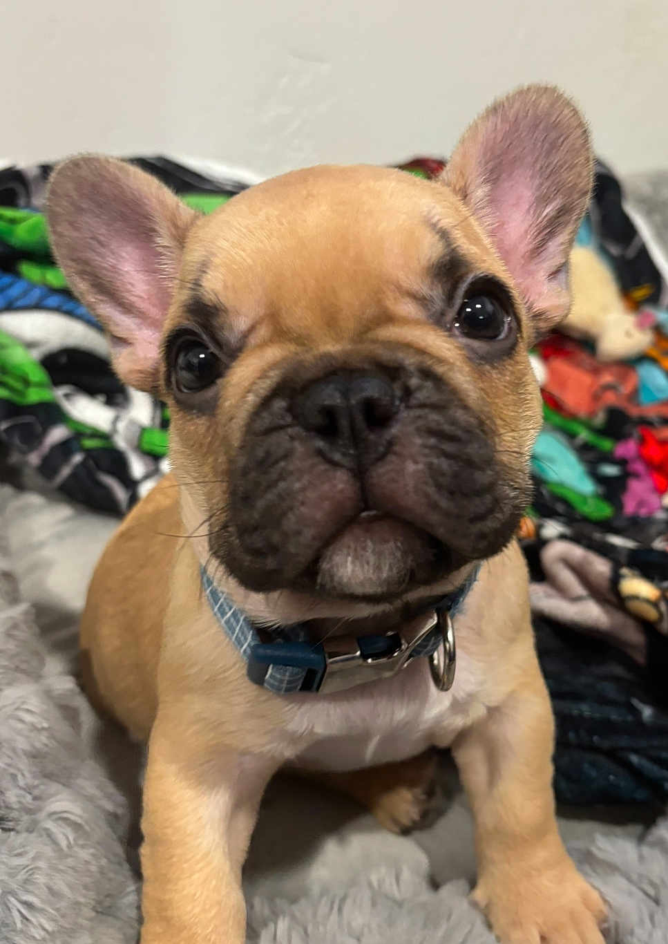 Mookie